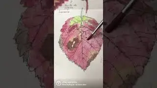 Red autumn leaf, ink and watercolor.