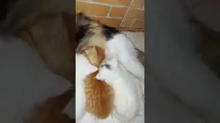 Mother Cat Feeding Kittens | Cute Cat Video #cat #cute #cutecat #funny #funnycats