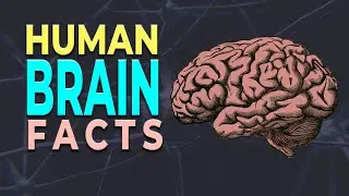 10 Facts About Human Brain | Human Brain Facts | Amazing Facts
