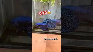 The mysterious beauty of wild betta fish#bettafishtank #wildbetta