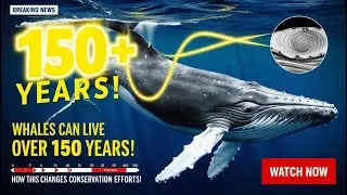 Whales Can Live Over 150 Years&mdash;A Discovery That Will Change Conservation