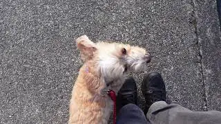 2026/1/12 ホテル犬のコウ君！