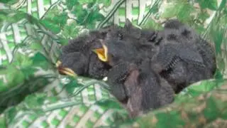 The Nest Best Thing: Mosquito Control at UNE
