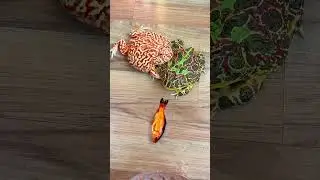 Amazing Beautiful frog ! Feeding to pet frog at home  #frog #Petfrog #pet #9