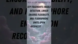 Split GFP Reconstitution