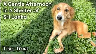 In a Sri Lankan jungle home to 200 dogs and cats&mdash;Adopt One of These Sweethearts🐾💛