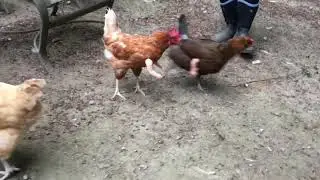 A chicken with arms