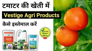 Tamatar me Vestige Agri Products kaise istemaal Karen?