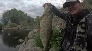 big asp fishing Sava river