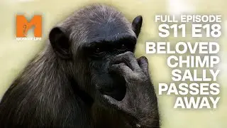 Beloved Chimp Sally Passes Away | Season 11 Episode 18 | Full Episode | Monkey Life