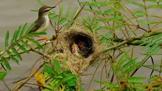 Power of mother love  Bird feeding  Bird explorer Ep19
