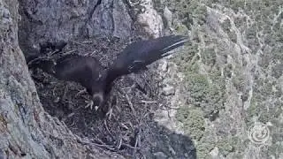 Detecta CONANP nuevo territorio de anidaci&oacute;n de &aacute;guila real en M&eacute;xico