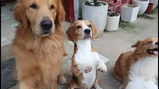 DOGS CATCHING TREATS IN SLOW MOTION | Making Homemade Chicken Jerky