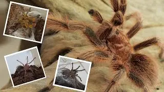 Feeding 6 H.pulchripes sling /Rehousing  4 G.rosea and M.balfouri sling/Packing mature male G.rosea