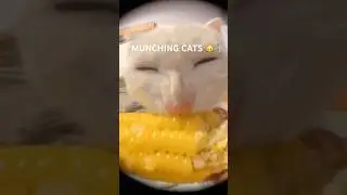 Cats Eating - Corn, Sushi, Lettuce, & More | Funny Cat Videos 🐱 #cat #funny #cute #cateating #meme