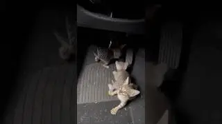 Forest Road Rescue &mdash; Mother Cat Saves Her Kittens Raw Phone Footage