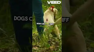 The Incredible Sniffing Skills of Dogs
