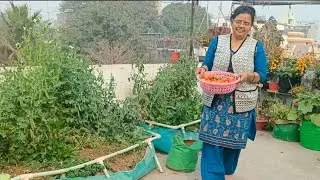 बंपर टमाटर पाने के कारण-2 natural n 2 man-made resources 
