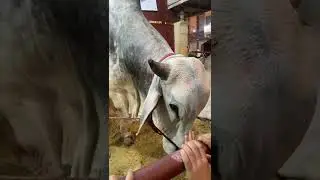 JDC Cow 2022 | Short video