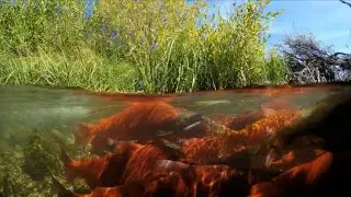 Salmon eDNA