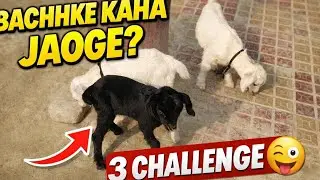 ठंड में मेमना(बकरी का बच्चा) के साथ मस्ती