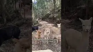 Farming alpacas - paddock rotation at Little Valley farm Wollombi Valley.  #alpacas