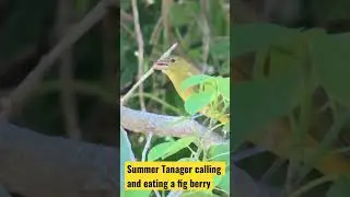 Summer Tanager from fall migration this year in the Florida Keys calling and eating a fig berry