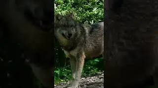 Start Your Day with Calm Power  #mindset #życie #meditation #alpha #motivation #alphawolf #mindset