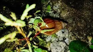 Unveiling the Mysteries: Understanding Brown Snails in Your Backyard 