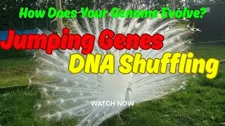 Jumping Genes and DNA Shuffling: The Wild World of Genome Evolution||जंपिंग जीन और डीएनए शफलिंग।