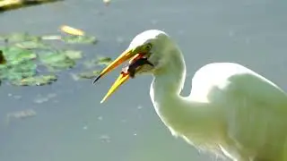 중백로 ( 자라 먹방 2 )  Intermediate Egret ( Eat a tight  2)