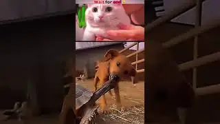 😼 Billi Ka Attitude + Reaction = Comedy Gold 😂
