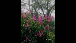 The Great Nelu Bloom Returning to the Horton Plains after 12 years.
