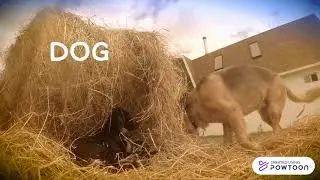 UNIT 5 ANIMALS