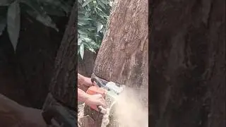 best skills chainsaw giant tree felling #shortvideo #treecutting #chainsaw