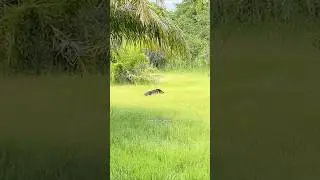 Babi hutan penghuni sawit Sungai Laban