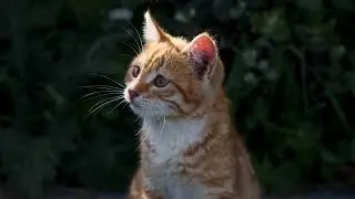 Relaxing Nature Video