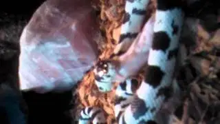 Repas de lampropelthis californae serpent roi king snake