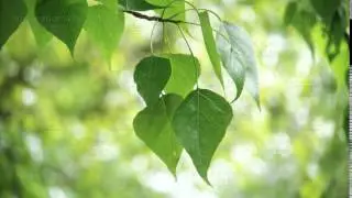 Leaves backlit. Summer poplar tree