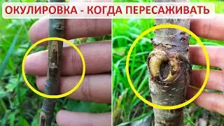 Прививка окулировкой - когда пересаживать дерево. Показываю на конкретном примере
