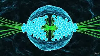 Mitosis....cell division.....dancing of chromosomes.....3D animation video 
