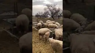 bel&ccedil;ika tekzel koyunları