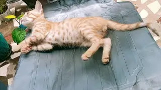 A day in my cat life 💕🐈 Vlog of Ginger cat routine 🧡🐾