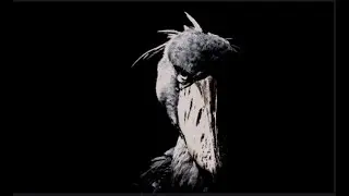 shoebill prowler meme