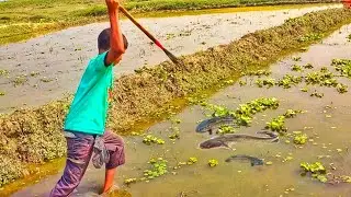 Taki Fish Top Catching Strategy Fishing Videos