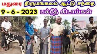 9 - 6 - 2023 / திருமங்கலம் ஆட்டு சந்தை / மதுரை / சூப்பரான பக்ரீத் கிடாய்கள் / @tamilvivasayi