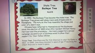 Buckeye Tree