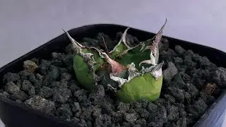 20260117 アガベ・チタノタ シーザー/凱撒（芽）-060｜agave titanota caesar