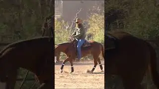How does your horse react when you pick up your hand? #reining #reiningmasterclass #horsetrainingtip