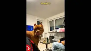 Защита собак 💀
